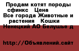 Продам котят породы сфинкс › Цена ­ 4 000 - Все города Животные и растения » Кошки   . Ненецкий АО,Белушье д.